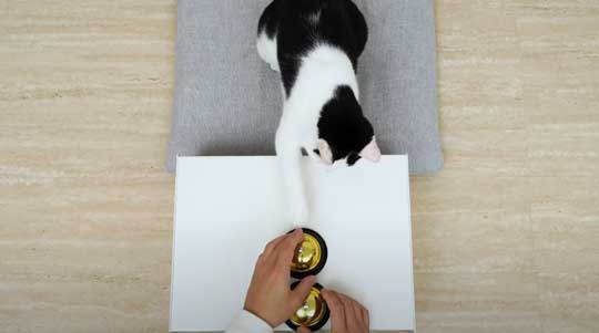 天才 賢い 猫 シャッフルゲーム どっちか 当てる YouTube