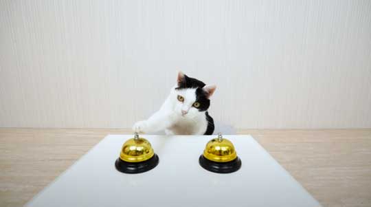 天才 賢い 猫 シャッフルゲーム どっちか 当てる YouTube