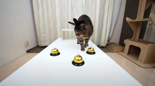 天才 賢い 猫 シャッフルゲーム どっちか 当てる YouTube