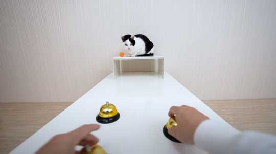 天才 賢い 猫 シャッフルゲーム どっちか 当てる YouTube