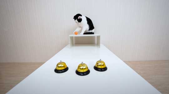 天才 賢い 猫 シャッフルゲーム どっちか 当てる YouTube