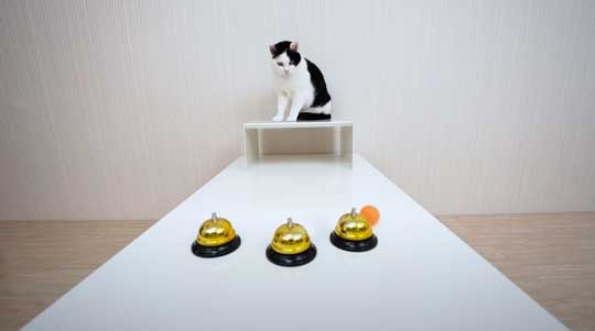 天才 賢い 猫 シャッフルゲーム どっちか 当てる YouTube