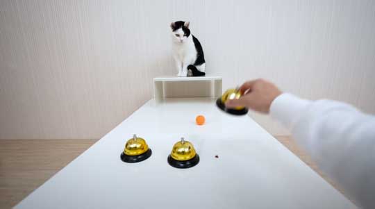 天才 賢い 猫 シャッフルゲーム どっちか 当てる YouTube