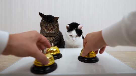 天才 賢い 猫 シャッフルゲーム どっちか 当てる YouTube