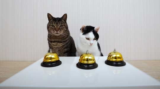 天才 賢い 猫 シャッフルゲーム どっちか 当てる YouTube