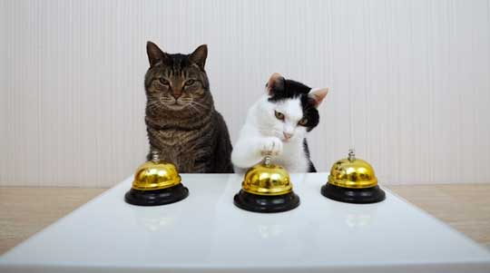 天才 賢い 猫 シャッフルゲーム どっちか 当てる YouTube