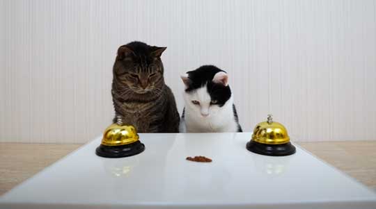 天才 賢い 猫 シャッフルゲーム どっちか 当てる YouTube