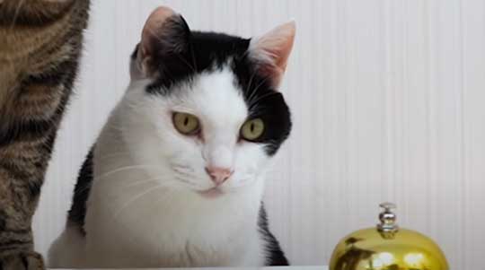 天才 賢い 猫 シャッフルゲーム どっちか 当てる YouTube