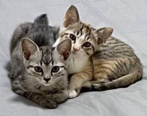 猫 ととまる君 はんみちゃん お布団