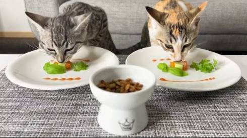 猫 ととまる君 はんみちゃん お布団