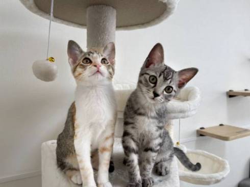 猫 ととまる君 はんみちゃん お布団