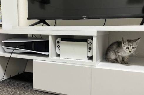 猫 ととまる君 はんみちゃん お布団