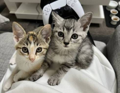 猫 ととまる君 はんみちゃん お布団