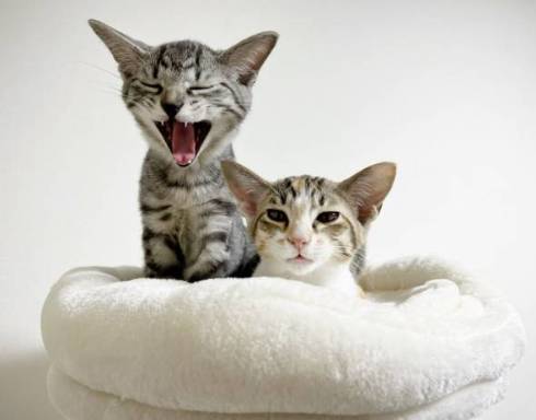 猫 ととまる君 はんみちゃん お布団