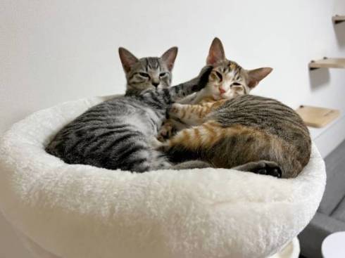 猫 ととまる君 はんみちゃん お布団