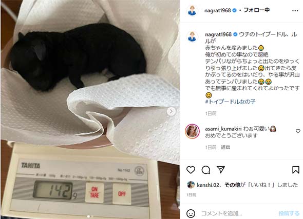 名倉潤 渡辺満里奈 犬 愛犬 出産 子犬 家族 誕生 トイプードル