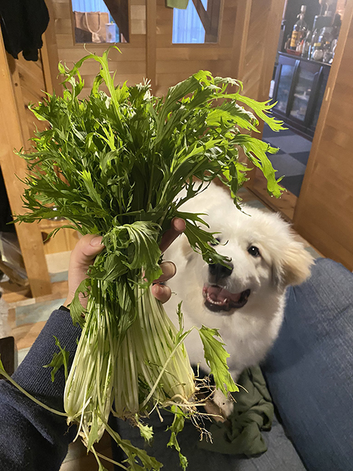 シュシュ グレートピレニーズ でっかい 子犬 6カ月