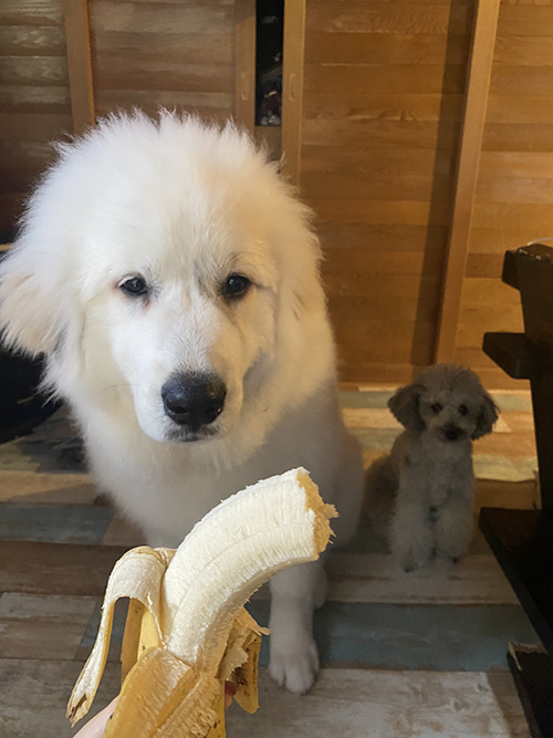 シュシュ グレートピレニーズ でっかい 子犬 6カ月