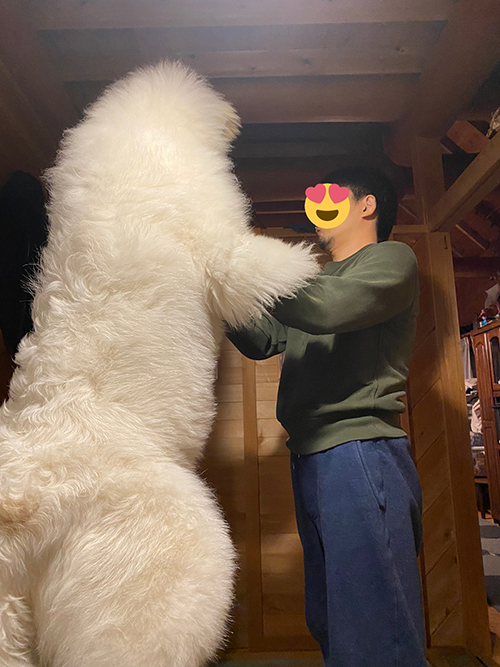シュシュ グレートピレニーズ でっかい 子犬 6カ月
