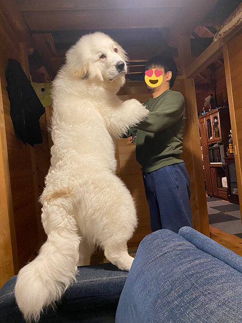 シュシュ グレートピレニーズ でっかい 子犬 6カ月