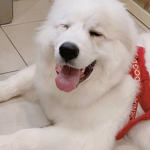 シュシュ グレートピレニーズ でっかい 子犬 6カ月