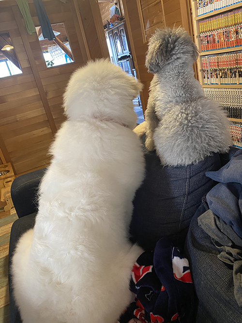シュシュ グレートピレニーズ でっかい 子犬 6カ月