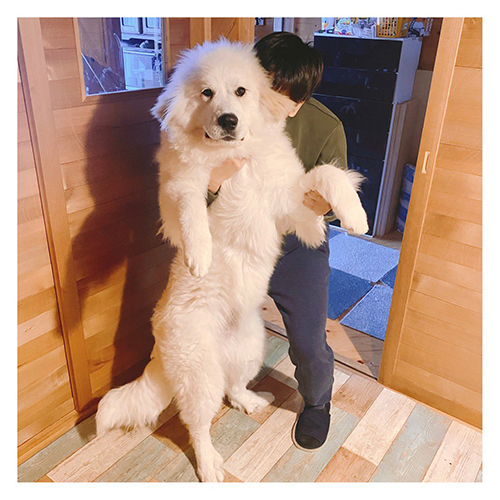 シュシュ グレートピレニーズ でっかい 子犬 6カ月