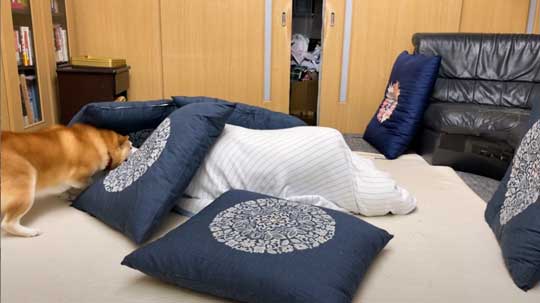 柴犬 らんまる 3カ月ぶり 帰省 お姉ちゃん 久しぶり 感情 爆発