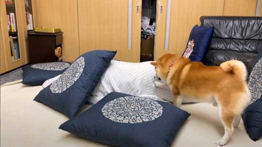 柴犬 らんまる 3カ月ぶり 帰省 お姉ちゃん 久しぶり 感情 爆発