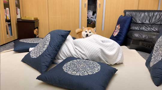 柴犬 らんまる 3カ月ぶり 帰省 お姉ちゃん 久しぶり 感情 爆発