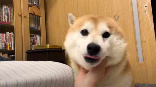 柴犬 らんまる 3カ月ぶり 帰省 お姉ちゃん 久しぶり 感情 爆発