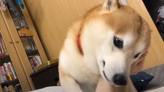 柴犬 らんまる 3カ月ぶり 帰省 お姉ちゃん 久しぶり 感情 爆発