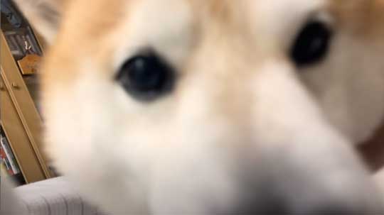 柴犬 らんまる 3カ月ぶり 帰省 お姉ちゃん 久しぶり 感情 爆発