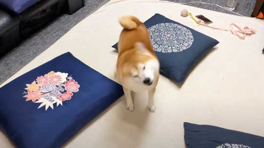 柴犬 らんまる 3カ月ぶり 帰省 お姉ちゃん 久しぶり 感情 爆発