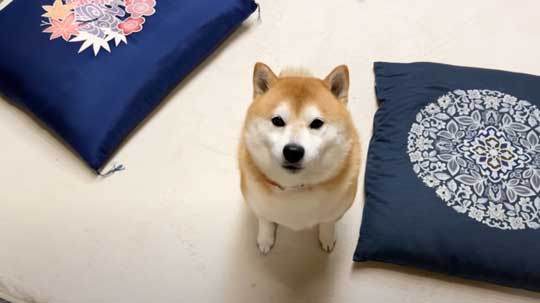 柴犬 らんまる 3カ月ぶり 帰省 お姉ちゃん 久しぶり 感情 爆発