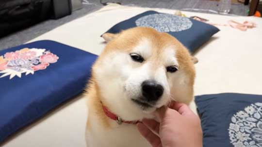 柴犬 らんまる 3カ月ぶり 帰省 お姉ちゃん 久しぶり 感情 爆発