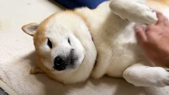 柴犬 らんまる 3カ月ぶり 帰省 お姉ちゃん 久しぶり 感情 爆発