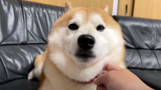 柴犬 らんまる 3カ月ぶり 帰省 お姉ちゃん 久しぶり 感情 爆発