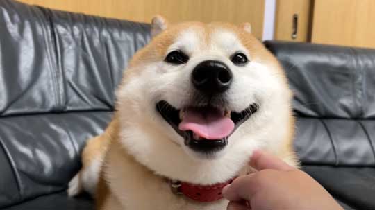 柴犬 らんまる 3カ月ぶり 帰省 お姉ちゃん 久しぶり 感情 爆発