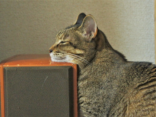 猫　あご乗せ　スピーカー　かわいい　面白