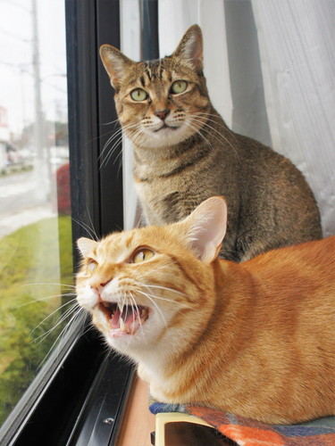 猫　あご乗せ　スピーカー　かわいい　面白