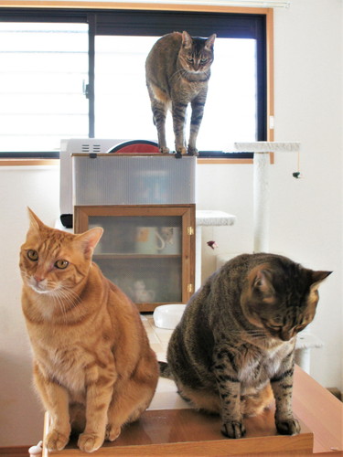 猫　あご乗せ　スピーカー　かわいい　面白