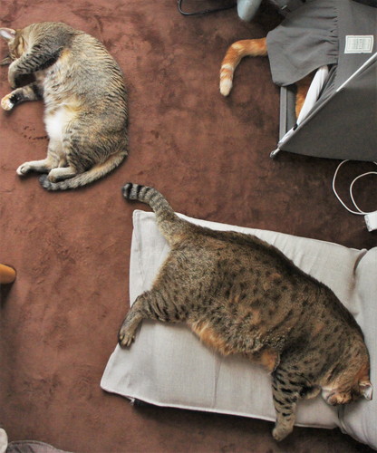 猫　あご乗せ　スピーカー　かわいい　面白