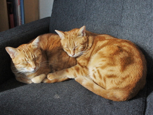 猫　あご乗せ　スピーカー　かわいい　面白