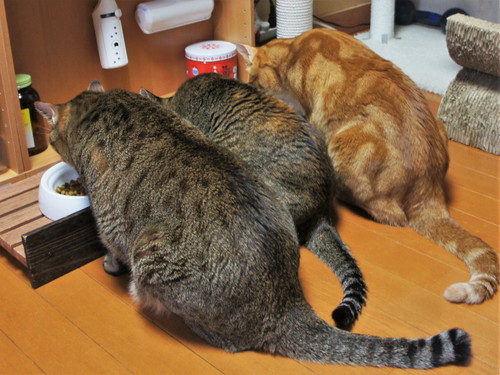 猫　あご乗せ　スピーカー　かわいい　面白