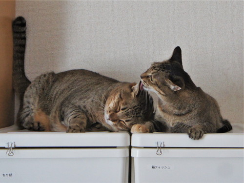 猫　あご乗せ　スピーカー　かわいい　面白