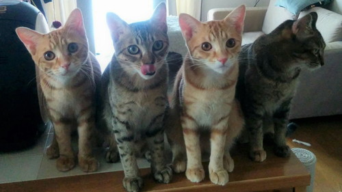 猫　あご乗せ　スピーカー　かわいい　面白