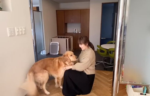 避難訓練 ワンコ 犬　ゴールデンレトリバー　賢い　動画