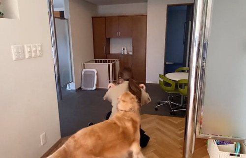 避難訓練 ワンコ 犬　ゴールデンレトリバー　賢い　動画