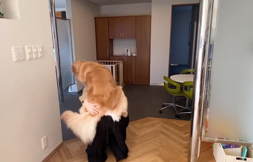 避難訓練 ワンコ 犬　ゴールデンレトリバー　賢い　動画